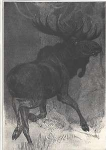 1929 c illustration charles livingston bull moose  