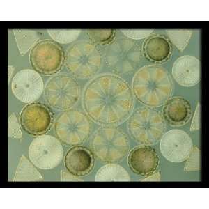   , Glass shelled Diatoms, 8 x 10 Poster Print, Framed