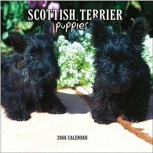  Scottish Terrier Puppies 2008 Mini Wall Calendar: Office 