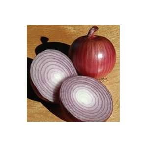  Ruby Ring Onion Seed Packs Patio, Lawn & Garden