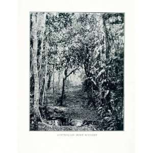 1902 Print Australian Bush Tree Forest Jungle Outback Rural Puddle 