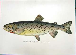 CUTTHROAT TROUT ~ 1895 SHERMAN DENTON FISH Print RARE!  