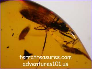 Some photos of our last amber excavations in the American Midwest 