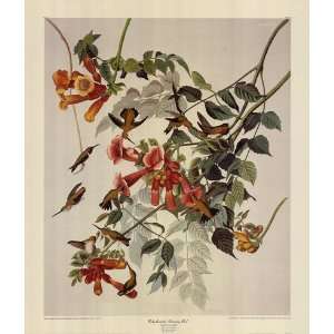  Ruby Throated Hummingbird by John Woodhouse Audubon 23x27 