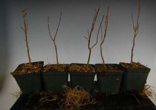 Lot of 5 Trident Maple Tree Seedlings/Starters for Bonsai Kaede 