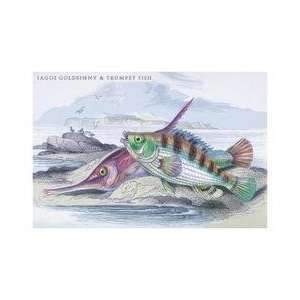   Goldsinny and Trumpet Fish 12x18 Giclee on canvas