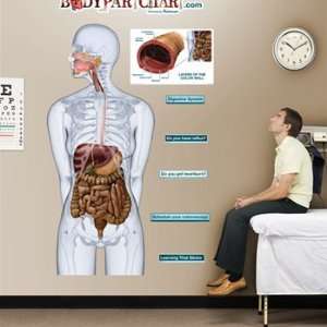 Digestive System Sticky Anatomy Wall Chart