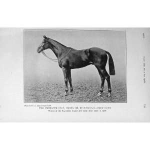   1916 Colt Hurry Marcovil Tout Suite Horse Racing Sport