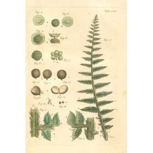  FERN Illustration by John Miller Botanical Studies from 