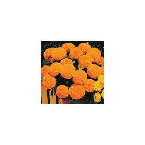  Marigold Antigua Orange Hybrid Seeds Patio, Lawn & Garden