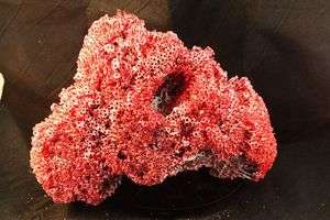 BIG BLOOD RED Siphonodendron Deep Sea Coral  