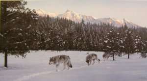 Ron Parker Evening Glow Wolf Pack Limited Signed Print  