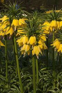 Red Crown Imperial Fritillaria 4 5FT.GIANT Flower Bulb  