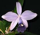 JEWELL ORCHIDS – BUDDED BLUE Cattleya LC Mini Symphony orchid plant