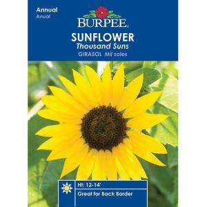 Burpee Sunflower Thousand Suns Seed 32068  