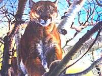 Casablanca Cougar Vivi Crandall Signed Wildlife Art SO  