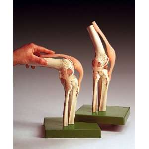 Functional Knee Joint Human Anatomy Model  Industrial 