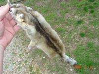 Bassarisk pelt Ringtail animal tanned/dressed skin fur  
