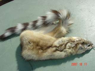 Ringtail pelt~tanned skin for animal hides collections  