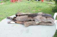 Coyote pelt mutation wild natural black furred animal ~  