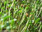 alfalfa sprouts medicago sativa x 500 seeds 