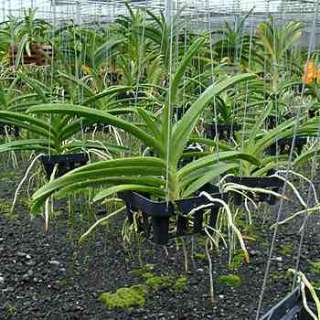 HV56 Orchid Plant Ascda Su fun Beauty Orange Belle AM/AOS  