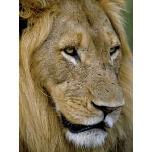 Male Lion (Panthero Leo), Kruger National Park, South Africa, Africa 
