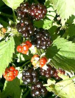 Bristol Black Raspberry Plant   Most Popular   Potted  