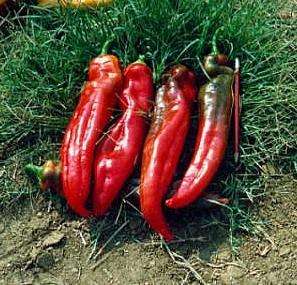 Sweet Red Corno di Toro 4 Pepper Plants   Heirloom  