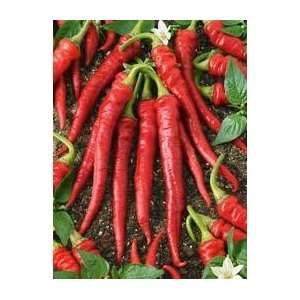  Pepper Hot Long Red Slim Cayenne 20 Seeds Fresh Seed 