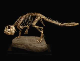 triassica PSITTACOSAURUS skeleton REAL dinosaur fossil  