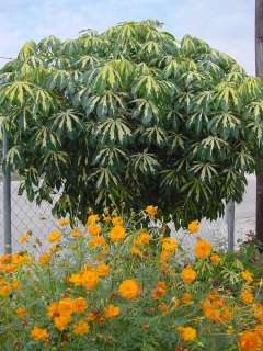 LIVE Variegated TAPIOCA Plant Brilliant Foliage Tree  