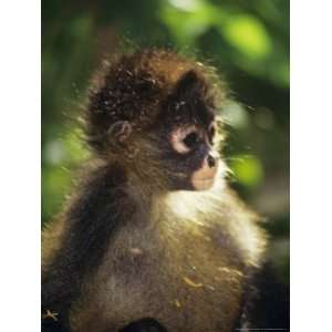  Black Handed Spider Monkey, Baby, Costa Rica Photos To Go 