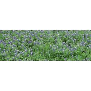  Grassy Field, Texas Blue Bonnets, Austin, Texas, USA 