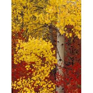 Aspen Trees with Golden Leaves, Wenatchee National Forest, Washington 
